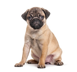 Obraz premium Young pug, puppy, sitting, isolated on white