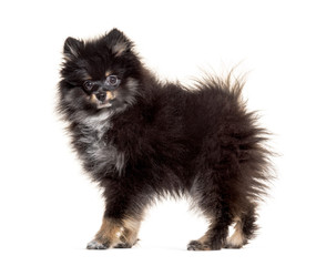 Obraz premium Side view of a Pomeranian standing, isolated on white