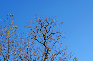  Acacia tree whose leaves fell against the sky