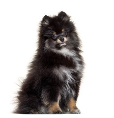 Sitting Pomeranian, isolated on white