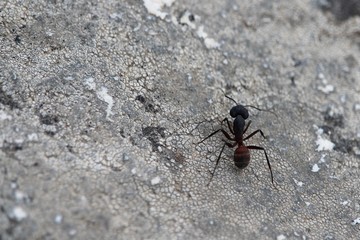 Beautiful very large ant looking for food for friends