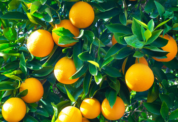 Valencian orange and orange blossoms. Spain. Spring harvest