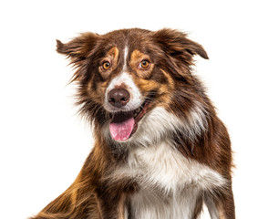 Happy Border Collie panting, isolated on white