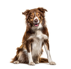 Happy Border Collie panting, isolated on white