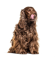 Happy English Cocker Spaniel dog  licking himself, isolated