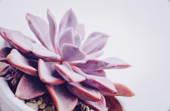 Beautiful close up of a graptoveria debbie