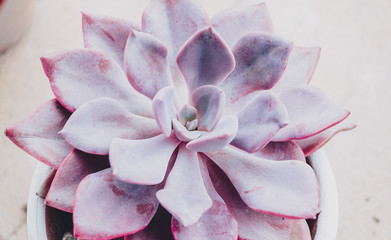 Beautiful close up of a graptoveria debbie