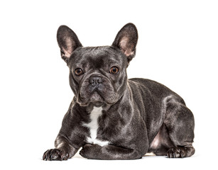 French bulldog lying, isolated on white