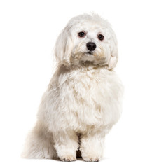 Sitting Maltese, isolated on white