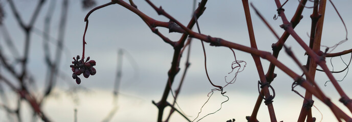 Dried purple red vine berries or raisins still hanging on a vine plant twisting itself around a vineyard on a cold winters evening at dusk.