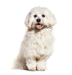 Happy Maltese pnating, isolated on white