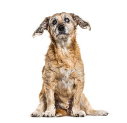 One-eyed blind, Crossbreed dog, isolated on white