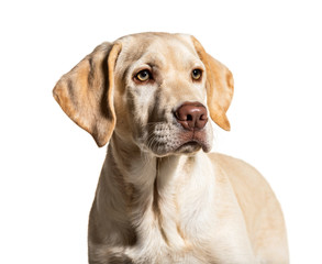 Portrait of a cream Labrador, isolated on white