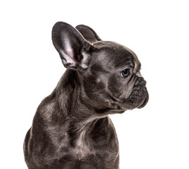 Close-up of a puppy French bulldog, isolated on white