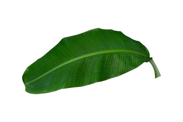 dark green banana leave isolated on white background with clipping path included. Floral Desaign. HD Image and Large Resolution. can be used as wallpaper