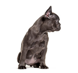 Puppy French bulldog looking away, profile, isolated on white