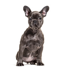 Front view of a sitting grey French bulldog, isolated on white