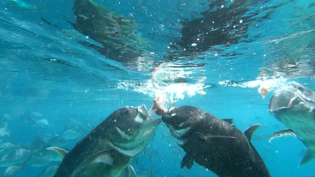 fish feeding on the surface of the ocean