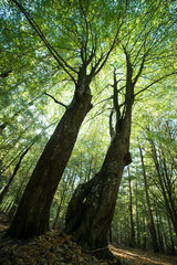 Sunlight through the green foliage of crowns trees, bottom view