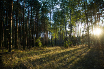 Evening scenic forest lit by the setting sun