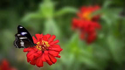 Beautiful close up view of butterfly on the red flower