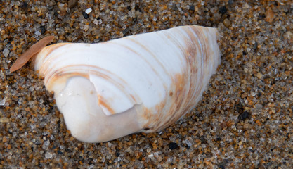 Close up of white sea shell with brown streaks resting on sand at beach