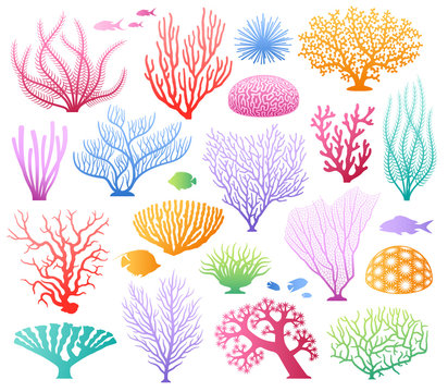 Seaweeds And Corals On White. Colored Aquarium Plants Vector Illustration, Color Underwater Sea Weeds And Ocean Coral Icons