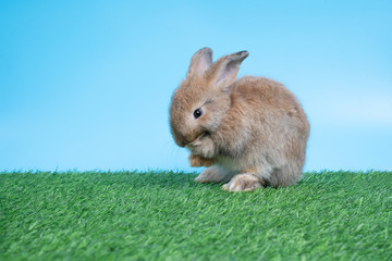 Furry and fluffy cute Black rabbit is Standing on two legs on Green grass and blue background and cleaning the front legs. Concept of rodent pet and easter.