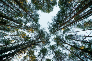 Crowns of coniferous forest trees against the sky, bottom view
