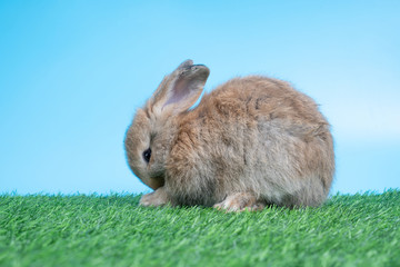 Furry and fluffy cute Black rabbit is sitting on green grass and blue background. Concept of rodent pet and easter.
