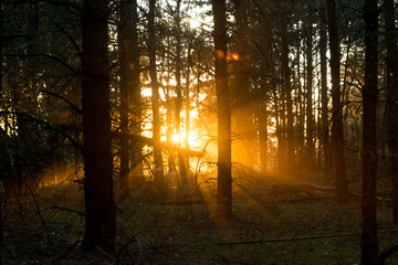 Obraz premium Rays of sunlight break through the dark evening forest
