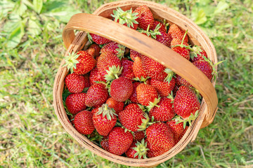 ripe strawberries to the basket in the garden