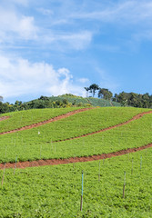 Organic vegetable plot with the irrigation system.