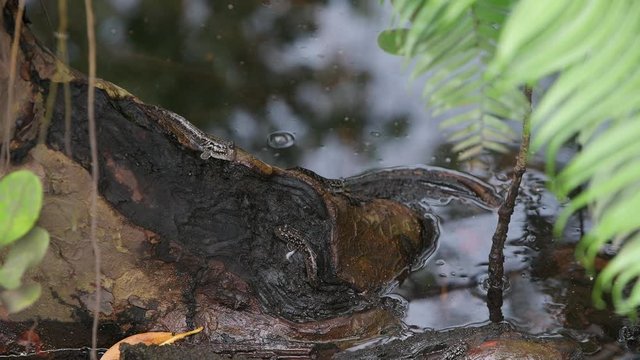 Mudskipper Eriophthalmus barbarus in mangrove forest. Mahe Island Seychelles.