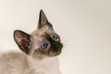 Eight weeks young cute Siamese kitten. Portrait of purebred thai cat with blue eyes sitting on white background. Close up Concepts of pets play hiding