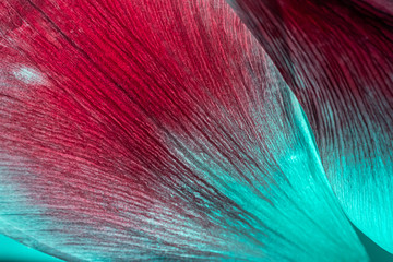Red flower petal in neon aquamarine light. Detailed background macro photo, beautiful texture.
