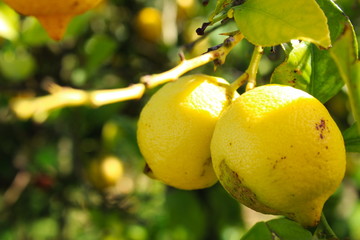 two lemons on a branch in an orchard