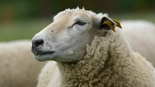 Sheep shaking off head portrait