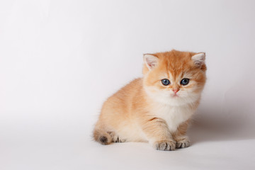 cute little ginger kitten on a white background, cute pets concept	