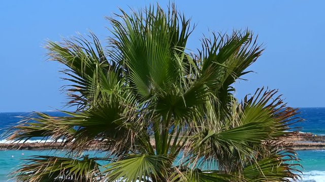 Palm trees by the blue sea in protaras, Cyprus island