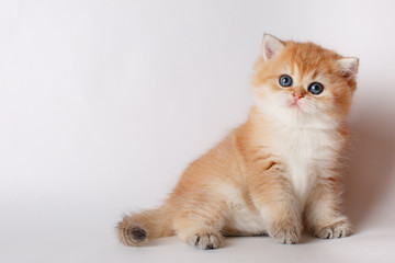 small cute kitten Golden chinchilla British on white background. the concept of cute, funny pets