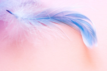 Gentle background with blue feather on a pink background close-up, soft focus