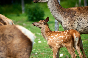 Naklejka na ściany i meble Baby deer standing with a female deer. Katon-Karagay National Park. Kazakhstan.
