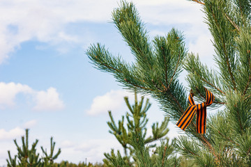 May 9th concept. St. George ribbon on spruce