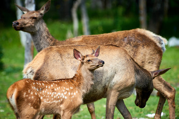 Baby deer standing with a female deer.  Katon-Karagay National Park. Kazakhstan.