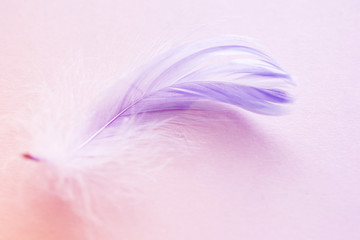 Gentle background with purple feather on a pink background close-up, soft focus