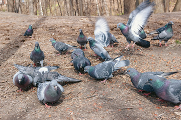 Obraz premium Flock of pigeons eating in the park