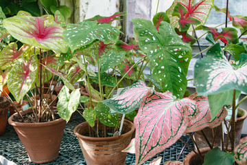Collection of Caladium varieties in the greenhouse