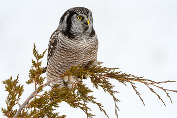 Northern Hawk Owl Perched at the Top of Eevergreen tree in Winter