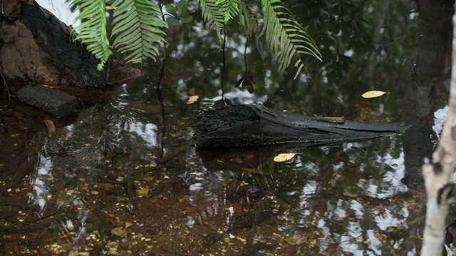 Mudskipper Eriophthalmus barbarus in mangrove forest. Mahe Island Seychelles.